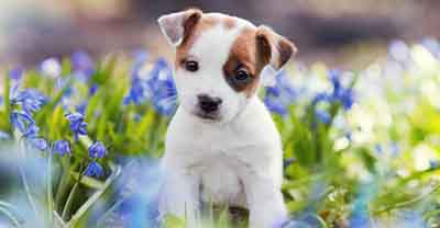 Vetfield is located at 4261 N Pine Island Road in Sunrise FL 33351